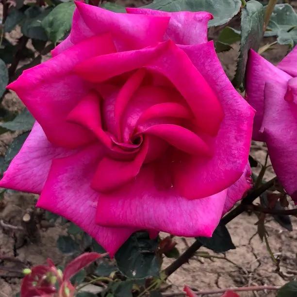 Buxom Beauty Hybrid Tea Rose (Rosa Buxom Beauty) 1